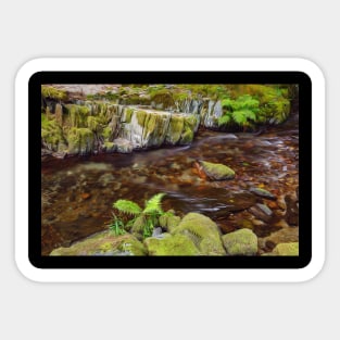 Temperate Rainforest Stream, British Columbia Sticker